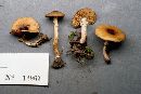 Agrocybe erebia image