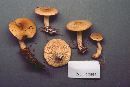 Lactarius imperceptus image