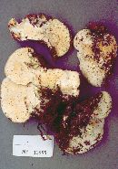 Oxyporus populinus image