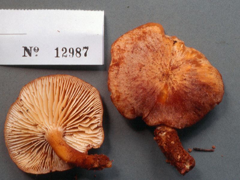 Neolentinus adhaerens image