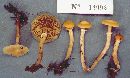 Kuehneromyces marginellus image