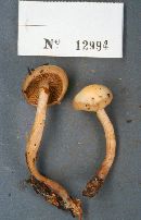 Kuehneromyces rostratus image