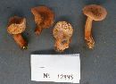 Lactarius imperceptus image