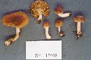 Inocybe rimosa image