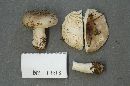 Russula cyanoxantha image