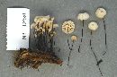 Marasmius rotula image