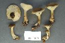 Ampulloclitocybe clavipes image