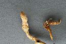 Cordyceps variabilis image