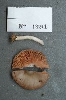 Pluteus cervinus image