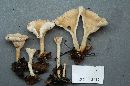 Clitocybe gibba image