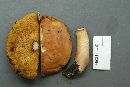 Boletus illudens image