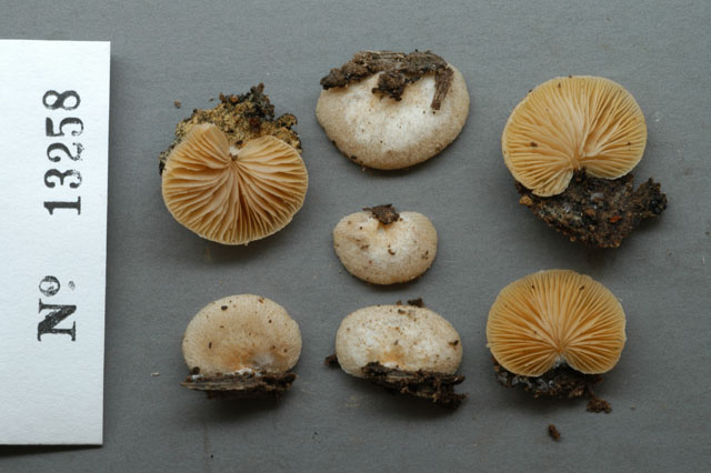 Crepidotus ehrendorferi image