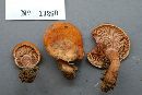 Lactarius peckii image