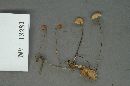 Marasmius capillaris image