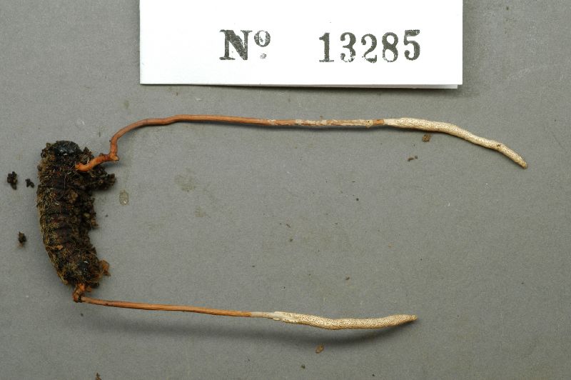 Cordyceps elongata image