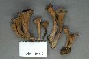 Craterellus fallax image