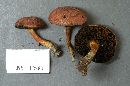 Boletus ferrugineus image