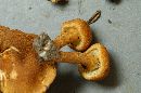 Inocybe unicolor image