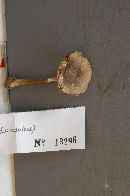 Amanita solaniolens image