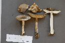 Amanita spreta image