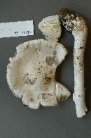 Amanita cinereoconia image