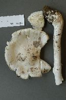 Amanita cinereoconia image