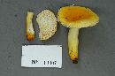 Russula flavida image