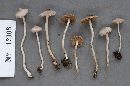 Inocybe geophylla image