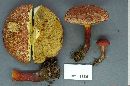 Boletus badius image