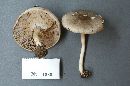 Agaricus pocillator image