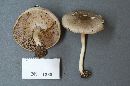 Agaricus pocillator image