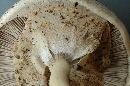 Agaricus pocillator image