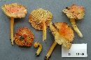 Hygrocybe appalachianensis image