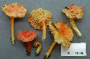 Hygrocybe appalachianensis image