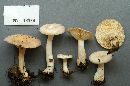 Lactarius chrysorrheus image