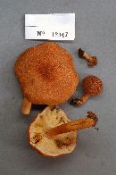 Tricholomopsis formosa image