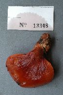 Fistulina hepatica image