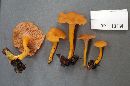 Cantharellus ignicolor image