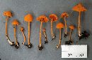 Entoloma salmoneum image