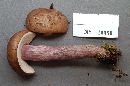 Tylopilus plumbeoviolaceus image