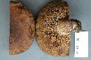 Boletus atkinsonii image