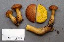 Boletus auriporus image