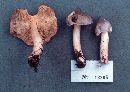 Tricholoma virgatum image