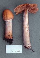 Cortinarius caperatus image