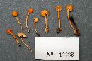 Hygrocybe aurantia image