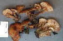 Armillaria gemina image