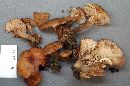 Armillaria gemina image