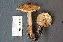 Lepiota clypeolarioides image