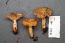 Lactarius chrysorrheus image