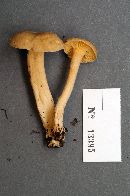 Cantharellus appalachiensis image